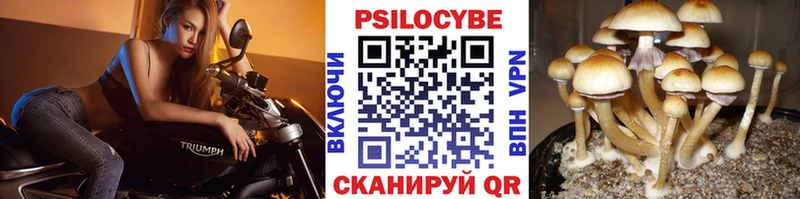 сколько стоит  Онега  Псилоцибиновые грибы Cubensis 